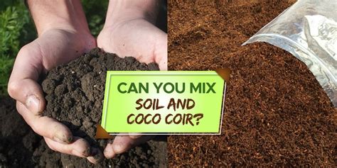 coco noir soil|coconut coir vs soil.